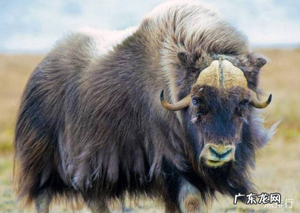 世界上最耐寒的动物排行 能抵御-80℃严寒的北极熊只能排第四