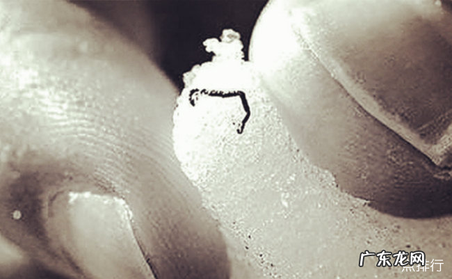 世界上最耐寒的动物排行 能抵御-80℃严寒的北极熊只能排第四