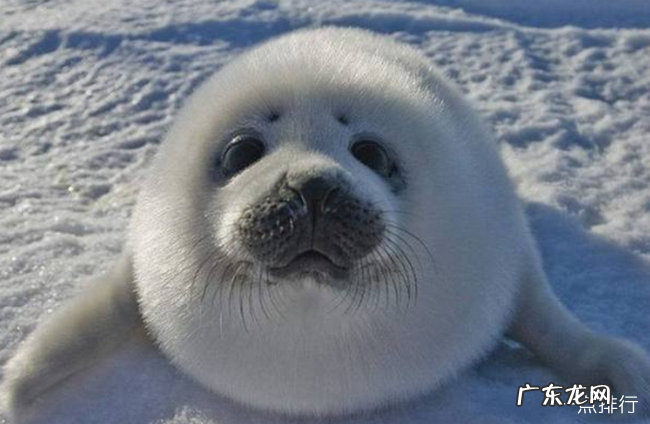 世界上最耐寒的动物排行 能抵御-80℃严寒的北极熊只能排第四