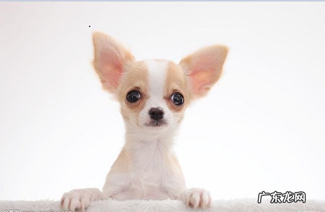 世界十大名狗 雪橇三傻拆家上榜