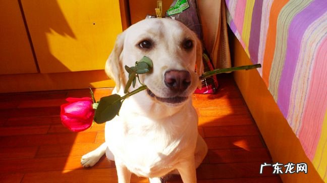 世界十大名狗 雪橇三傻拆家上榜