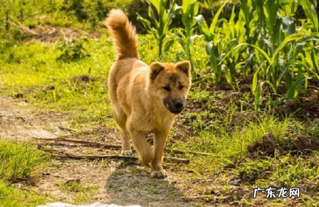 世界十大名狗 雪橇三傻拆家上榜