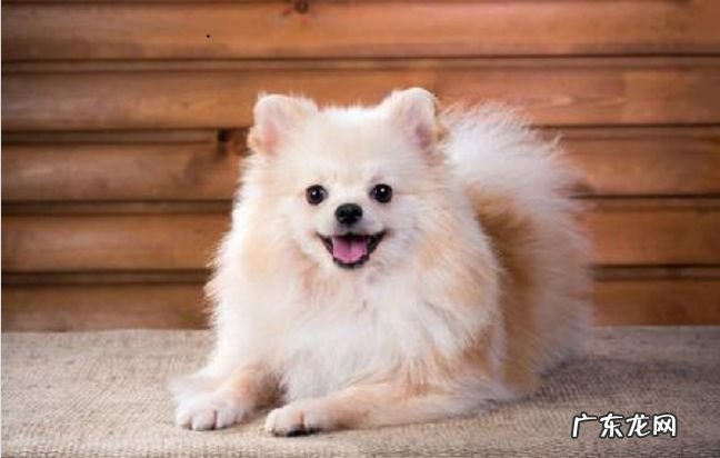 世界十大名狗 雪橇三傻拆家上榜