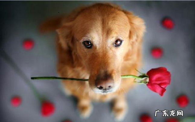 世界十大名狗 雪橇三傻拆家上榜