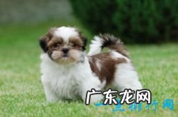 世界上十大最可爱的狗狗金毛排第一