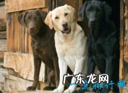 世界上十大最可爱的狗狗金毛排第一