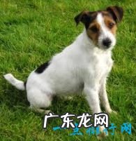 世界上十大最可爱的狗狗金毛排第一