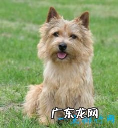 世界上十大最可爱的狗狗金毛排第一