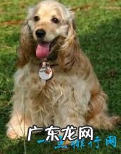 世界上十大最可爱的狗狗金毛排第一