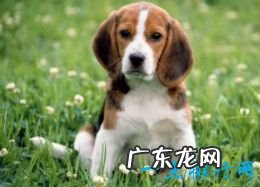 世界上十大最可爱的狗狗金毛排第一