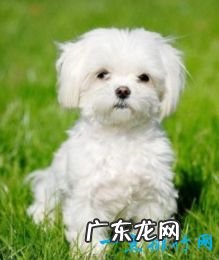 世界上十大最可爱的狗狗金毛排第一