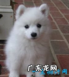 世界上十大最可爱的狗狗金毛排第一