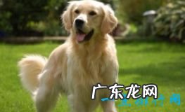 世界上十大最可爱的狗狗金毛排第一