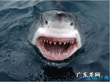 十大恐怖动物 你最害怕的有哪些!