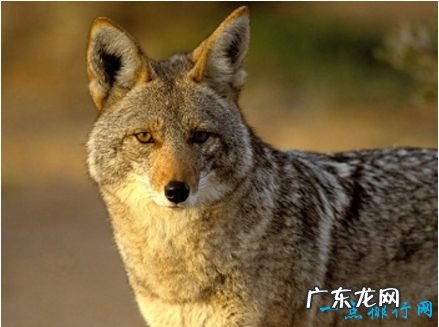 十大恐怖动物 你最害怕的有哪些！