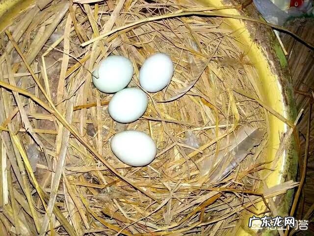 养鸡都要用什么药防止鸡生病