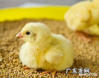 养鸡都要用什么药防止鸡生病