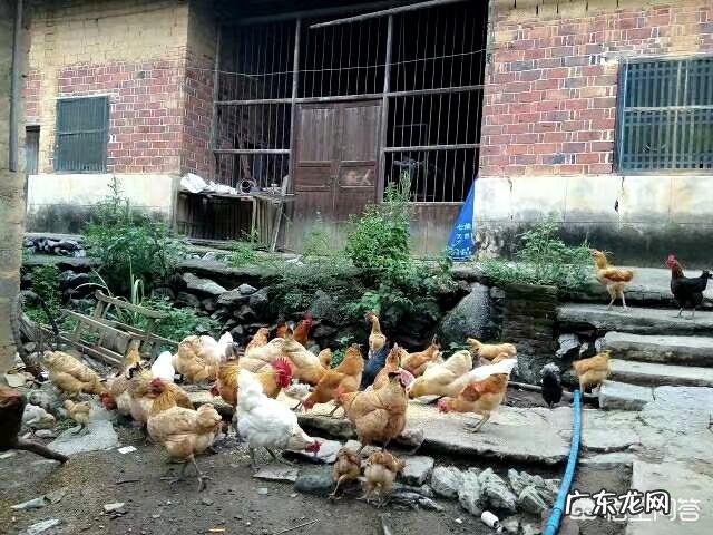 养鸡都要用什么药防止鸡生病