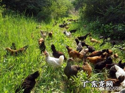 养鸡都要用什么药防止鸡生病