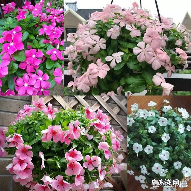 一年4季都盛开的花是什么花？