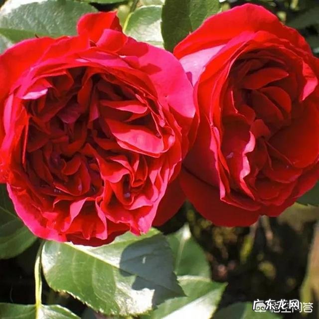 一年4季都盛开的花是什么花？