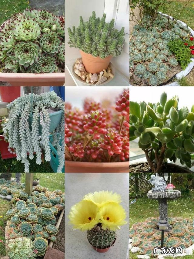 一年4季都盛开的花是什么花？