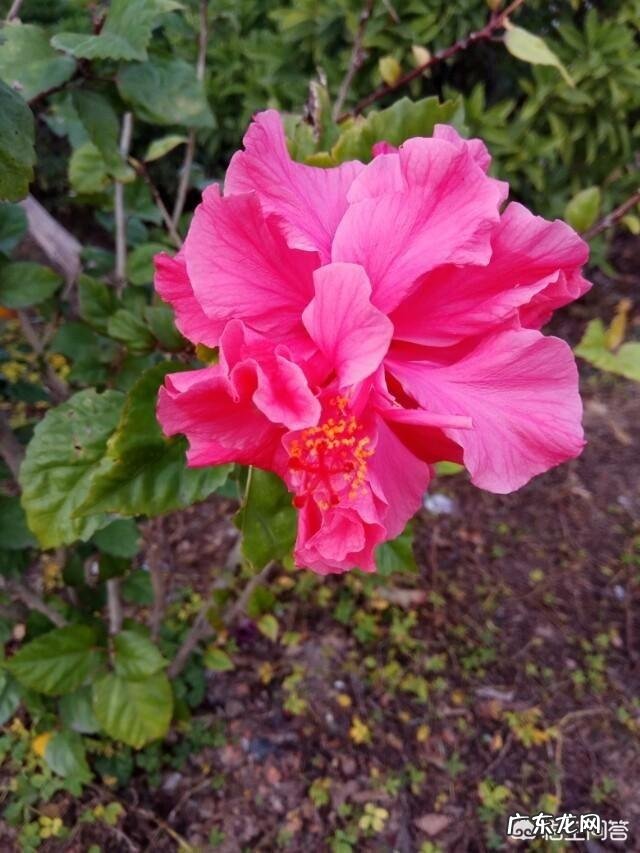 一年4季都盛开的花是什么花？