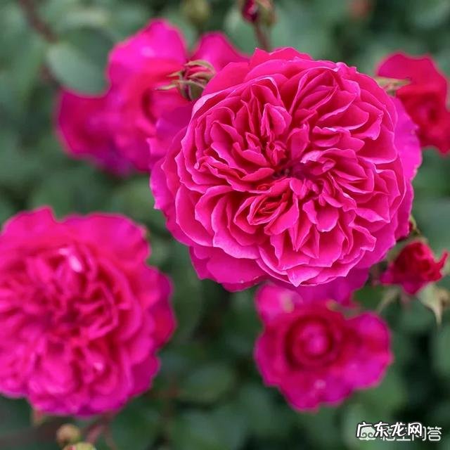 一年4季都盛开的花是什么花？