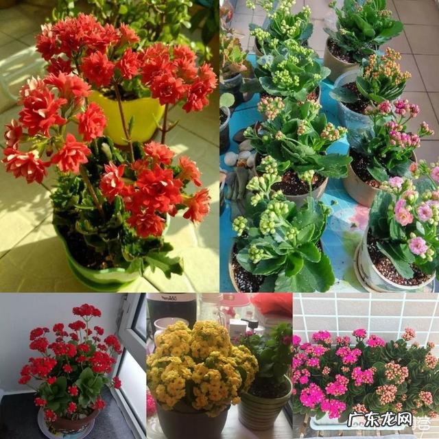 一年4季都盛开的花是什么花？