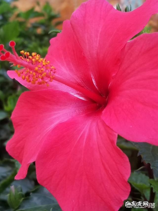 一年4季都盛开的花是什么花？