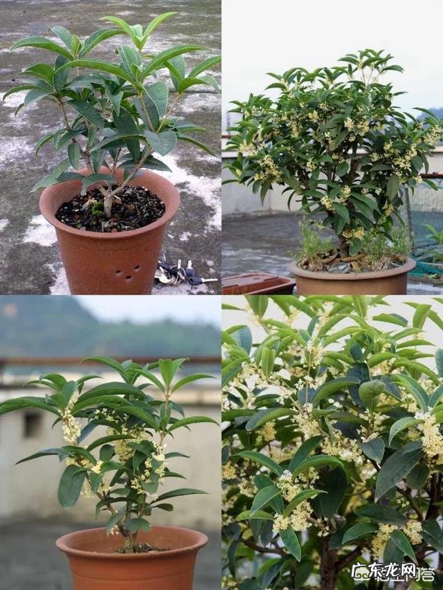 一年4季都盛开的花是什么花？