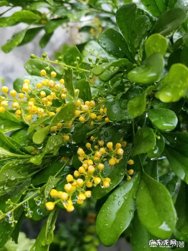 一年4季都盛开的花是什么花？