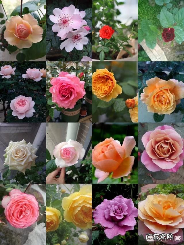 一年4季都盛开的花是什么花？