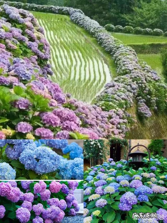 一年4季都盛开的花是什么花？