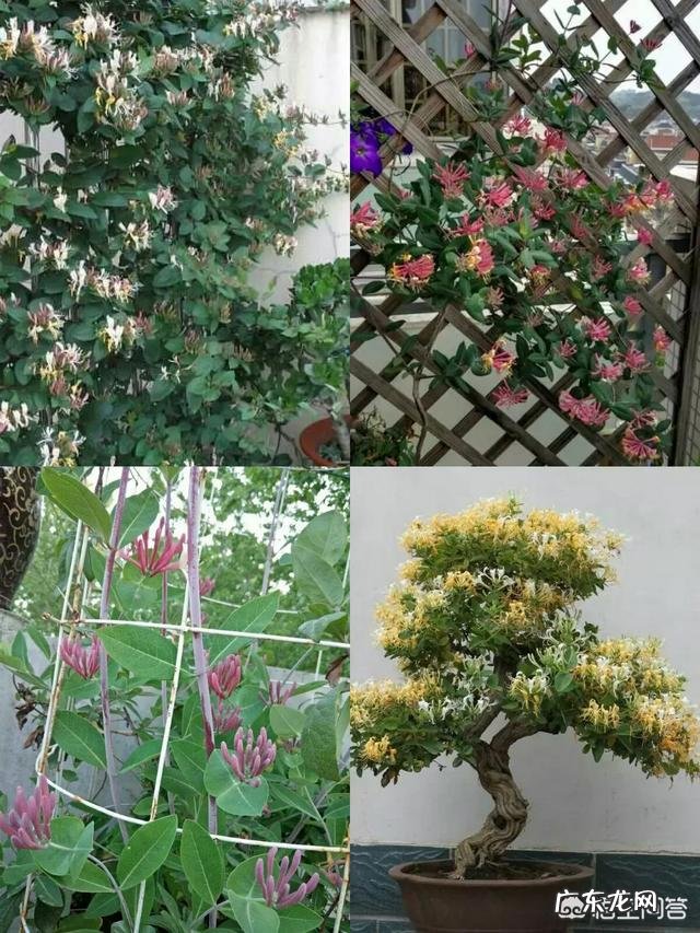 一年4季都盛开的花是什么花？