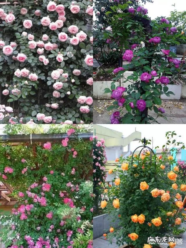 一年4季都盛开的花是什么花？