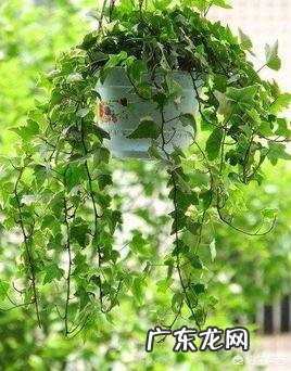 一年4季都盛开的花是什么花？