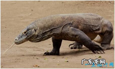 世界上最大的蜥蜴,科莫多巨蜥体长3米,性情凶猛会攻击人类