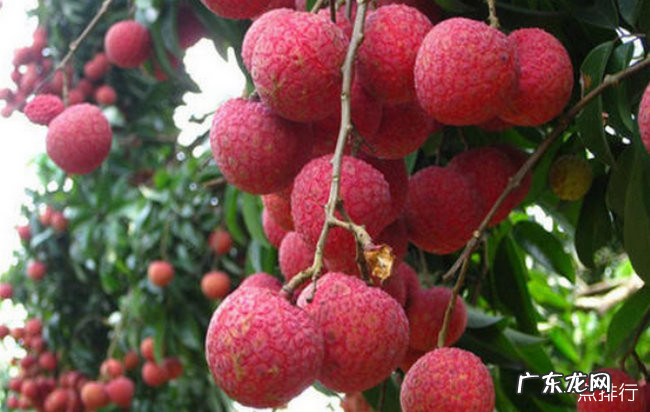 阳江十大特产 阳江特产有哪些