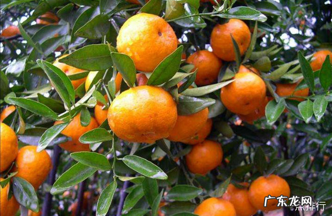 阳江十大特产 阳江特产有哪些