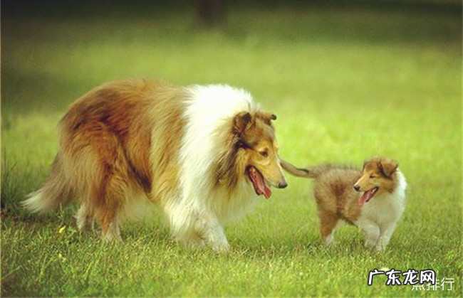 世界十大忠诚的狗排名 中华田园犬无可取代