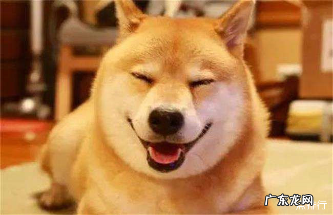 世界十大忠诚的狗排名 中华田园犬无可取代