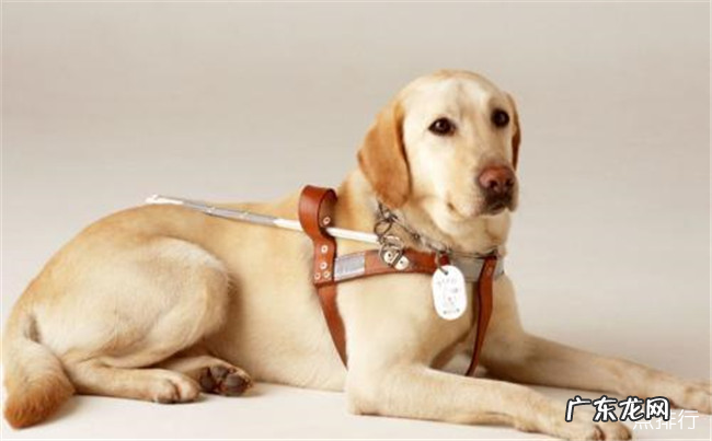 世界十大忠诚的狗排名 中华田园犬无可取代