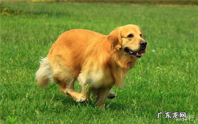 世界十大忠诚的狗排名 中华田园犬无可取代