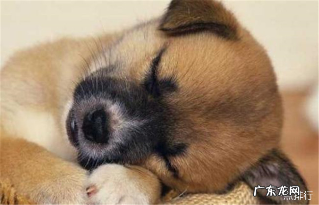 世界十大忠诚的狗排名 中华田园犬无可取代