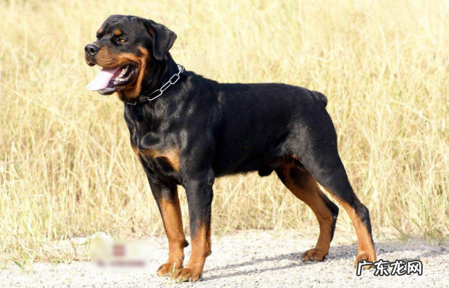 世界十大忠诚的狗排名 中华田园犬无可取代