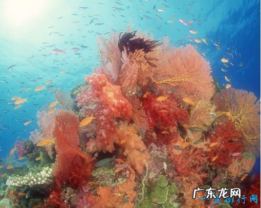 世界上最大的海 珊瑚海接近半个中国那么大