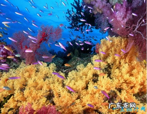 世界上最大的海 珊瑚海接近半个中国那么大