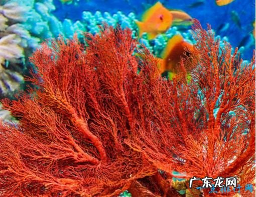 世界上最大的海 珊瑚海接近半个中国那么大