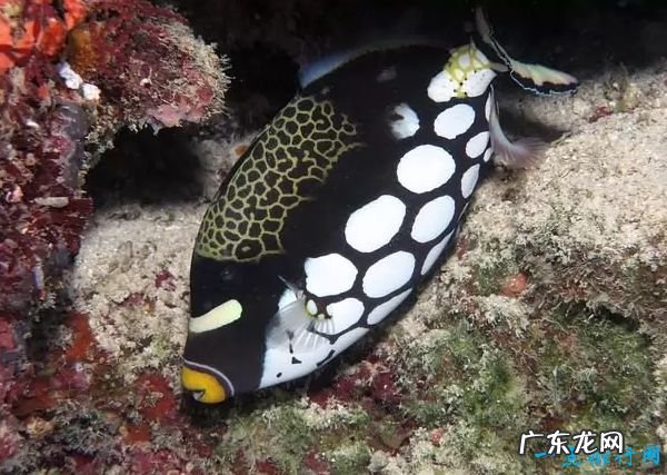 世界上最美丽的十种鱼 青蛙鱼位居第一